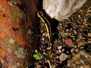 Salamander an der Treppe