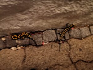 Salamander auf der Terrasse